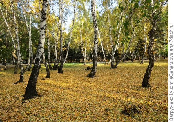 Так осенью в нашем парке