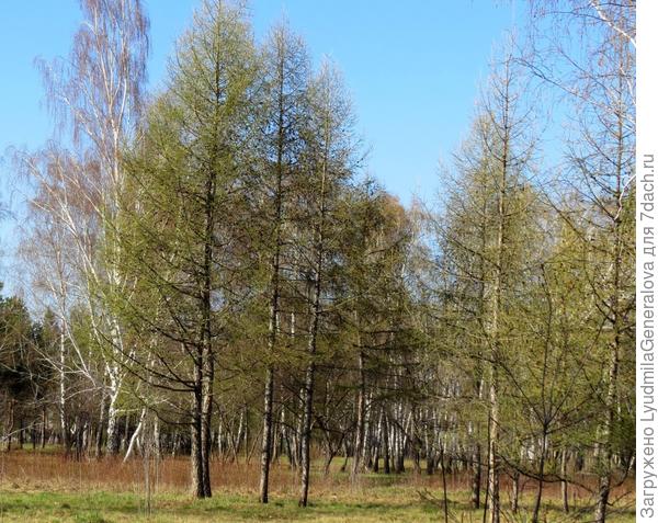 Лиственницы в апреле.