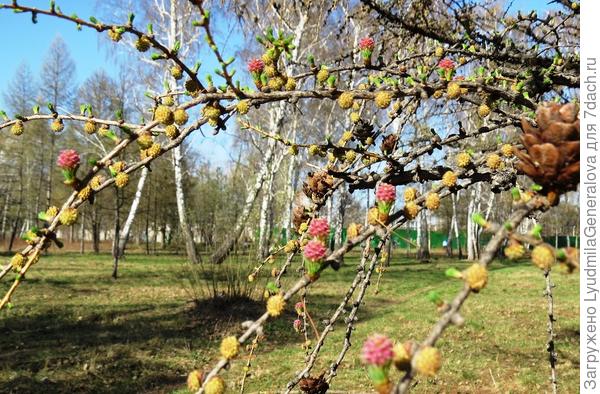В солнечный день цветущее дерево сказочно красивое