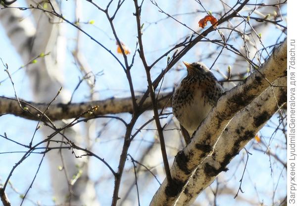 А это папашка на соседней берёзе.