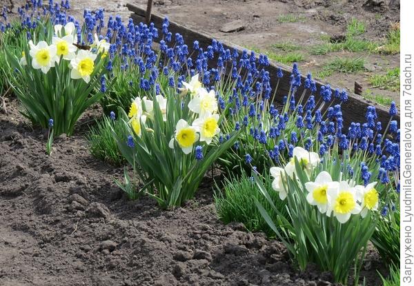 Мускарики и нарциссы - настоящие сибиряки. Им всё не почём. Кто-то про картошку писал... После таких обильных дождей и низких температур тоже незачем её загонять в холодную землю. Пусть проходит стадию яровизации, набирает силы для урожайного старта.  Вот прогреется земля и глазкИ проснутся, тогда она перегонит ту, что на 2 недели раньше в холодную землю посадили. Всему своё время.