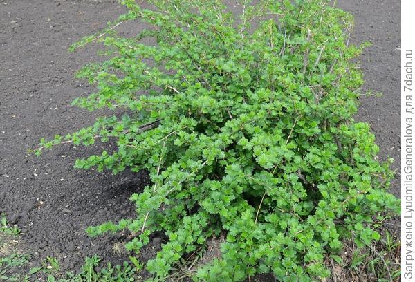 Крыжовник и смородина набирают цвет. А у яблони, вишни, черёмухи почки только набухли. И правильно,  успеется. С таким шквалистым ветром, да с дождём...лучше погодить.