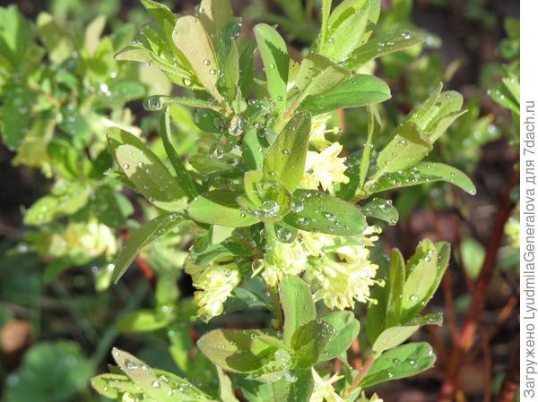 Жимолость цветёт не смотря на низкие температуры по ночам. Но пчёлок и шмелей последние три дня не видно.