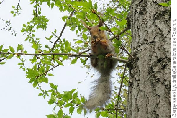 Тополя с листочками, берёзы - с серёжками