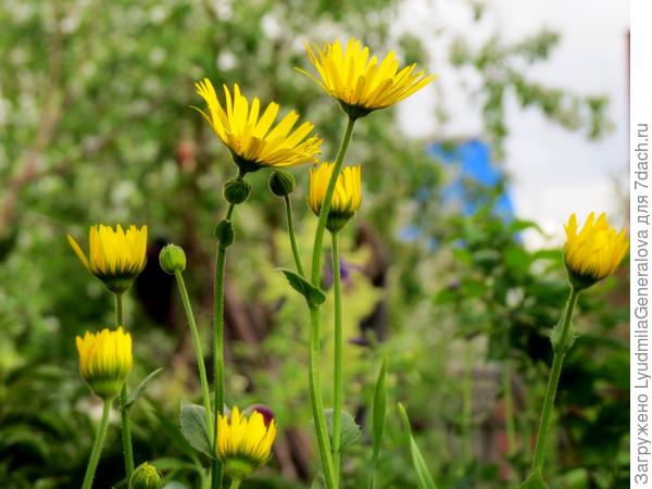 многолетник ромашковый