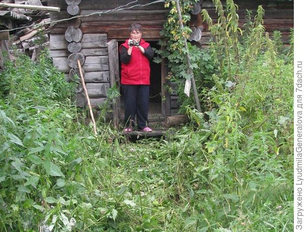 Приехавшая сестра снимала на видео всё подряд. Таких травяных джунглей она не видела. И меня быстро приравняли к Агафье Лыковой.