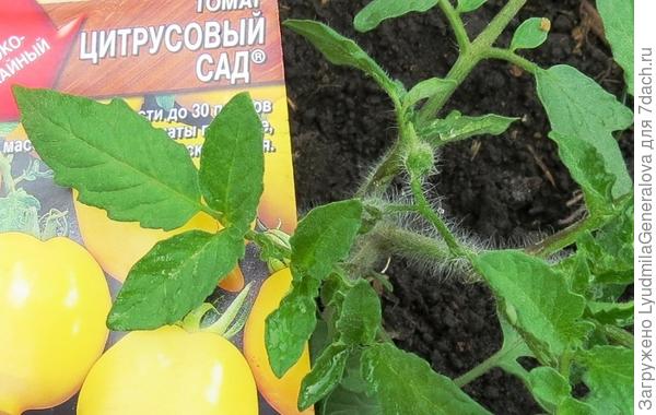 Появление завязи.