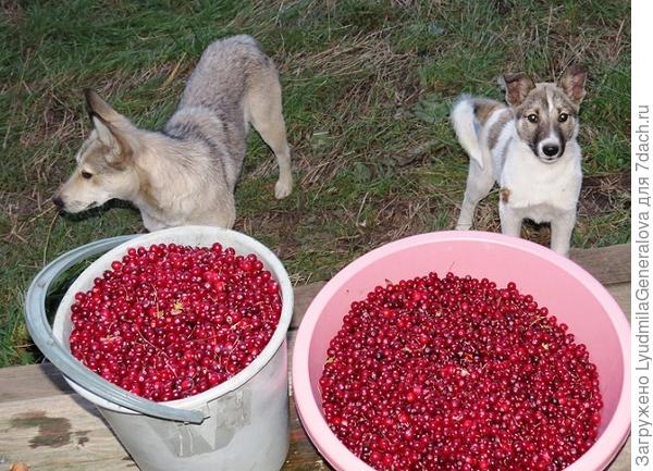А как насчёт ягод?