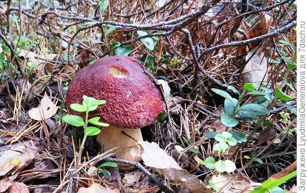 Молодой боровичок.