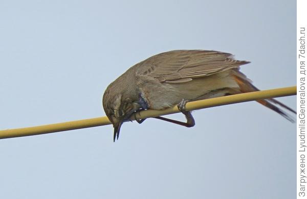 Кажется, перастарался - перепЕл...