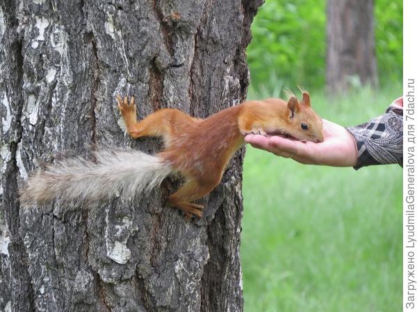 - Достану, достану.. Но можно подойти ближе. Я не кусаюсь!