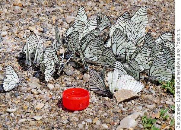 Зря старались. пить из пробочки они не стали.