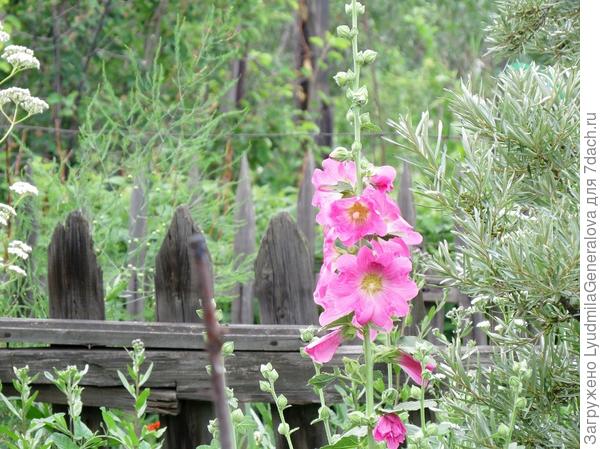 Вот вчера случайно щёлкнула.