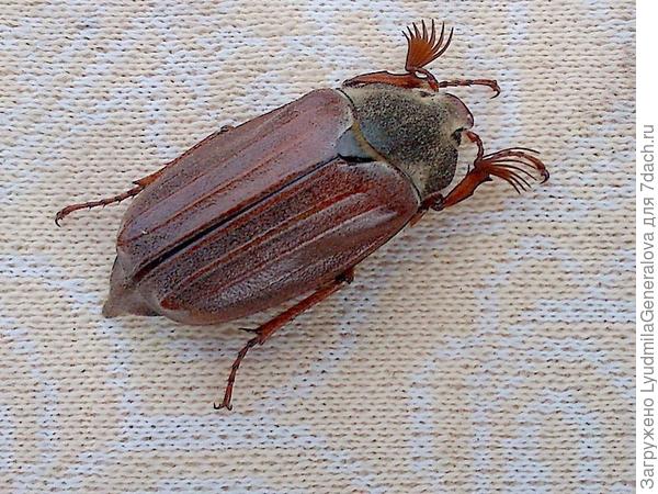 Майский жук. Фото С.Лебедевой.