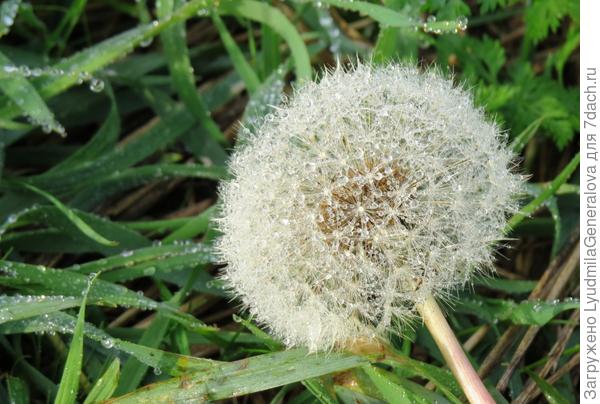 одуванчик в утренней росе