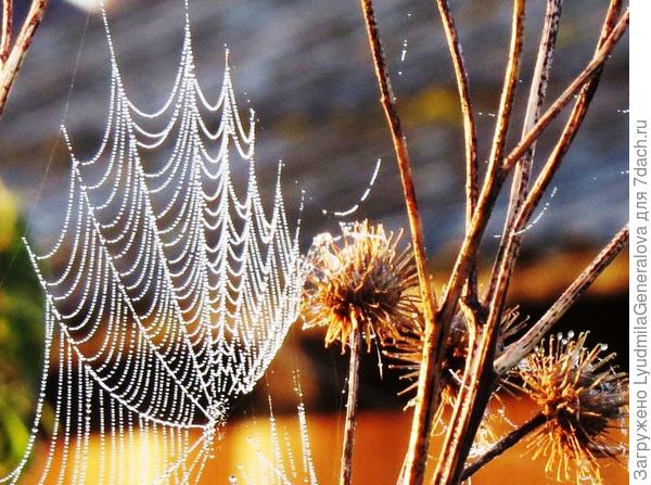 паутинки  с капельками росы.