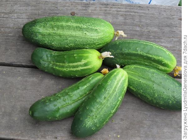 Огурцов более чем достаточно