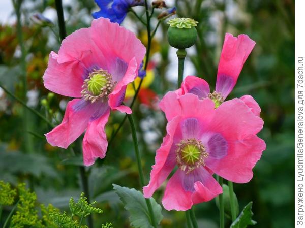 Привет  с моего огородика
