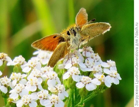 И  &amp;quot;личико&amp;quot;...