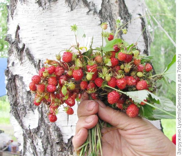 Земляничка.