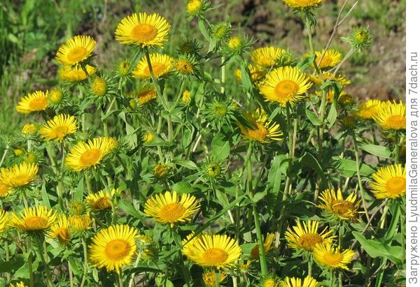 1. растут по берегам водоёмов и вдоль дорог