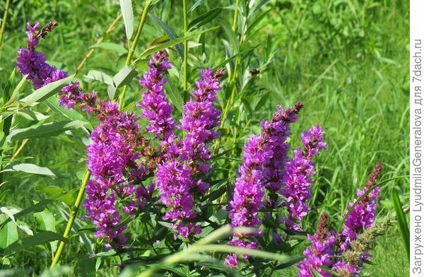 2. Плакун трава?