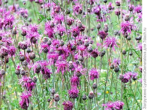 а эти росли  в поле. Целое море!