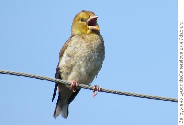 И решился... Но арии не получилось.