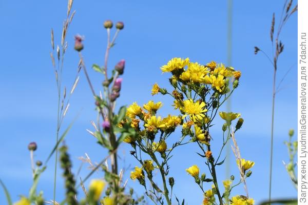 вот  крупным планом