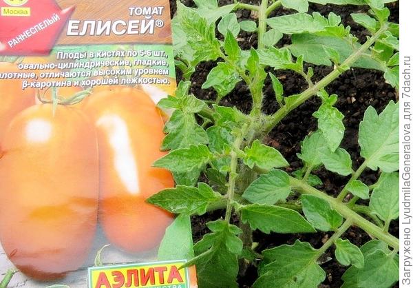 1 июня.Томат сорта "Елисей"