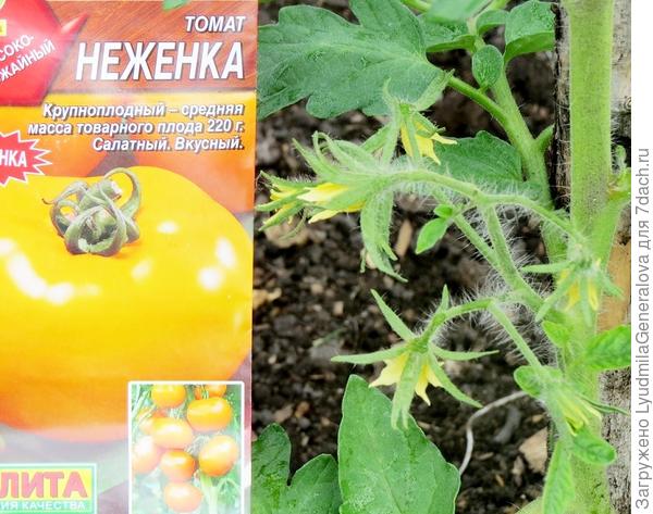 Крупный план цветка томата