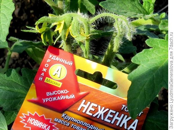 Крупным планом цветок томата.