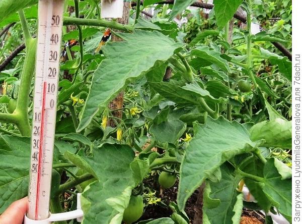 5 июля. В 10 утра температура воздуха 17 градусов