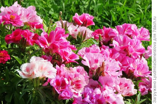 Букет для Татьяны.