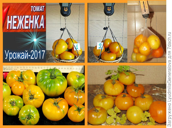 Взвешивание урожая томата сорта "Неженка"