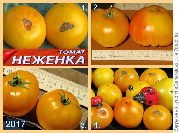 Размеры томата сорта "Неженка"