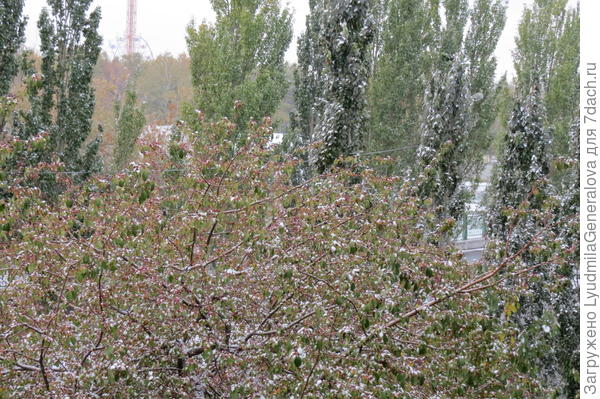 Пирамидальные тополя голыми руками не возьмёшь они  стойкие солдатики.