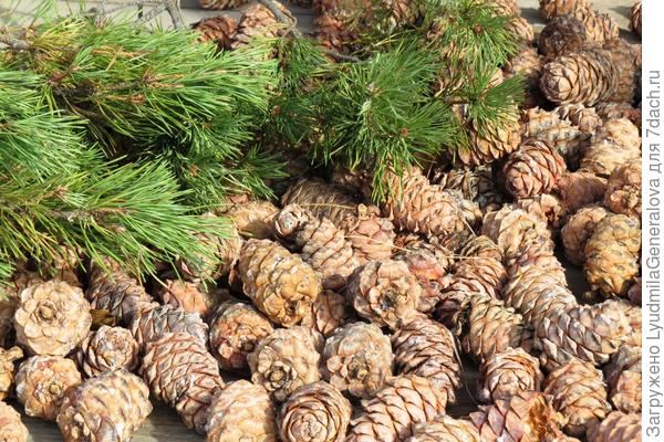 Фото &quot;Кедровые шишки&quot; в подарок