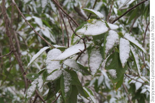 Зелёных деревьев ещё много. Сдались только берёзы да яблоньки-дички.
