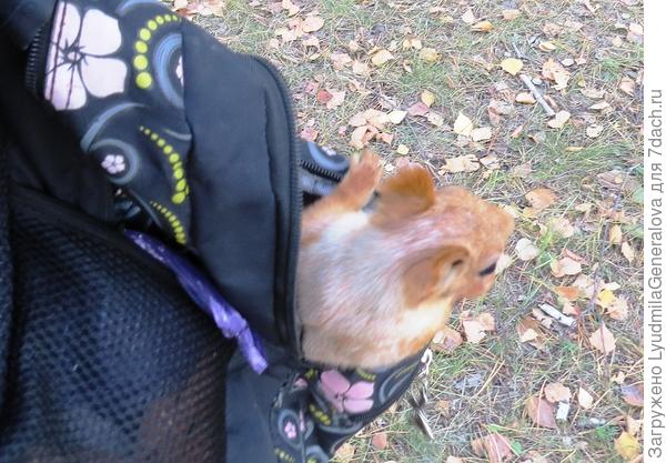 Снимки все  без резкости, нет смысла много показывать. Вобщем она с добычей метнулась  в глубь парка.  Я  присела на пенёк. Опять та же история. Нырь в рюкзак.