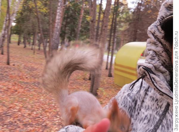 Она ещё разок крутнулась вокруг меня (по мне! цепляясь острыми коготками) и побежала дальше . Наверное у неё  сезон заготовок не закончился. Встреча интересная, но фоток  интересных не получилось.