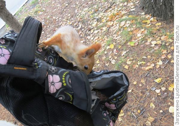 София, имела она право без разрешения по чужим вещам... шманать?!