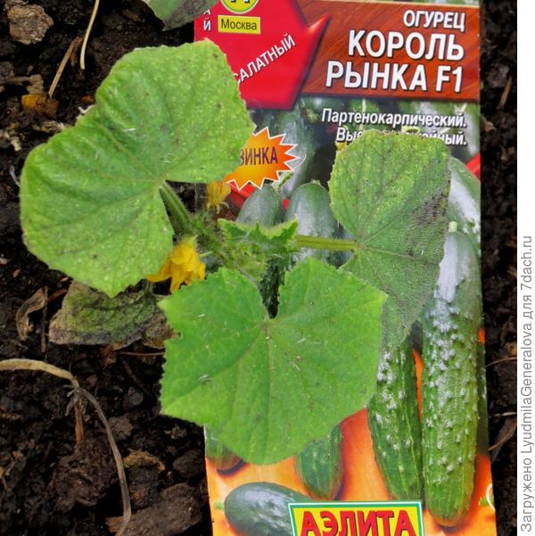 11 июля. Проявление заболевания на листьях.
