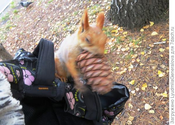 Но через секунду она показывается оттуда с ШИШКОЙ (!!!) в лапках. У меня в одной руке рюкзак, в другой фот-т. Это вам не селфи...