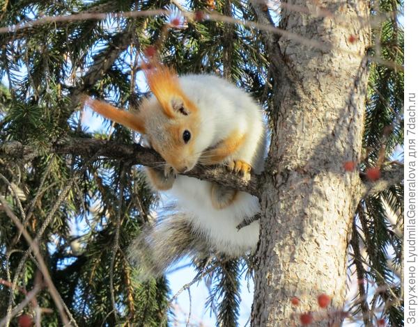 Трусишка. И орешек хочет, и боится спустится.