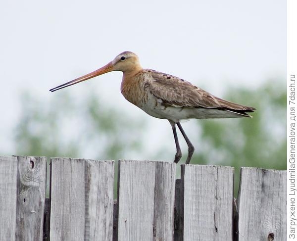 И кулик. Ох, и горластый!