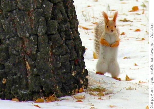 Это мы с белкой разговарием...