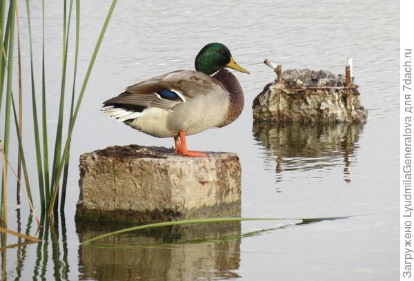 Вот таких - хоть стаю. Могу с ними поговорить.