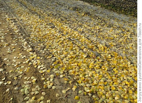 Ковёр из берёзовых листьев.