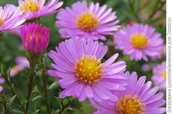 Сибирские сентябринки (или октябринки) для тебя  - вобщем цветочная улыбка осени